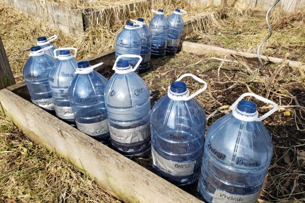 Growing a Garden from Seed with Mini Greenhouses Out of Water Jugs